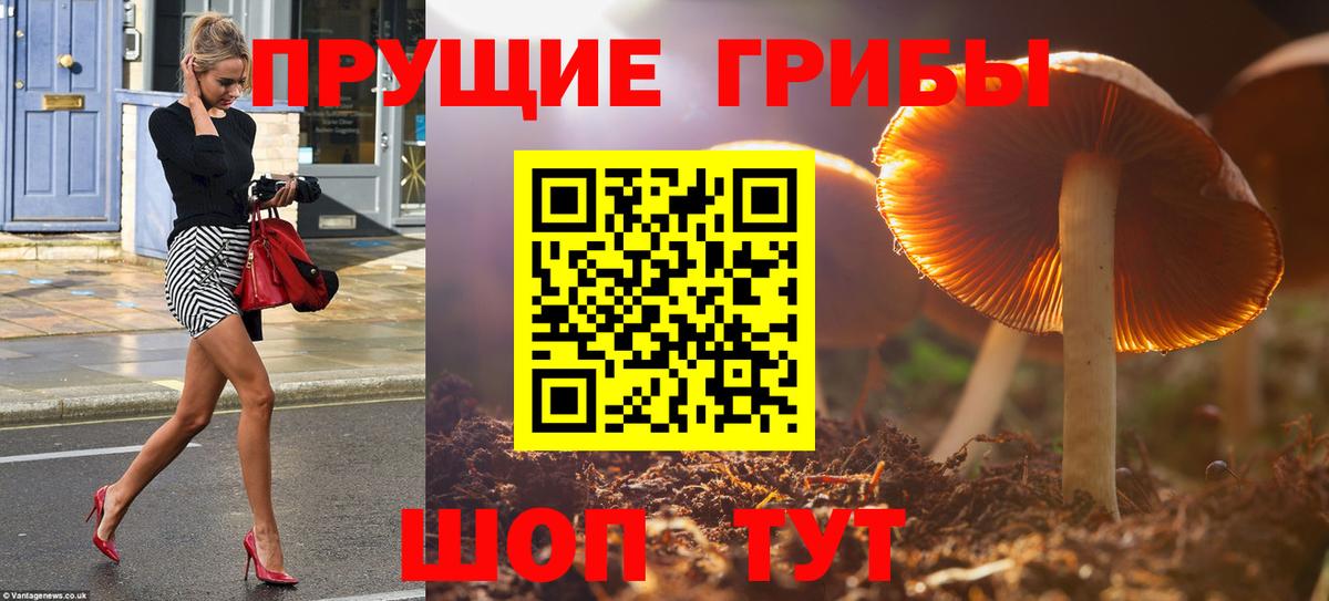 Псилоцибиновые грибы прущие грибы  Вход с VPN  Кунгур 